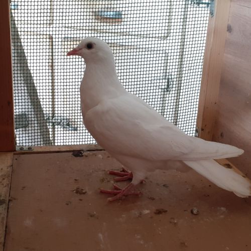 Jeunes pigeons blancs pur #4