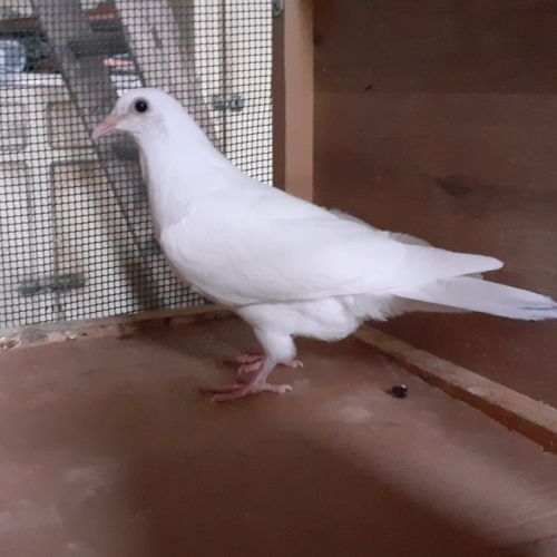 Jeunes pigeons blancs pur #6