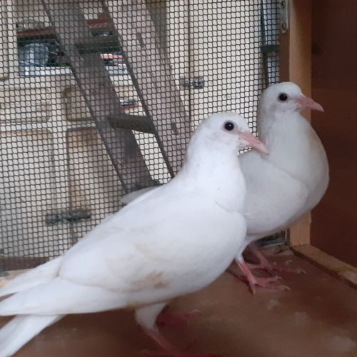 Jeunes pigeons blancs pur #7