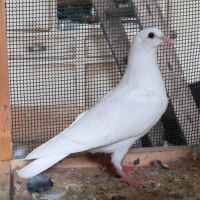 Jeunes pigeons blancs pur #1