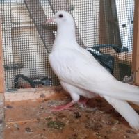 Jeunes pigeons blancs pur #2