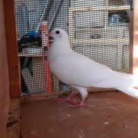 Jeunes pigeons blancs pur #3
