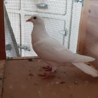 Jeunes pigeons blancs pur #4