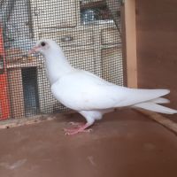 Jeunes pigeons blancs pur #5