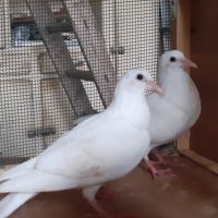 Jeunes pigeons blancs pur #7