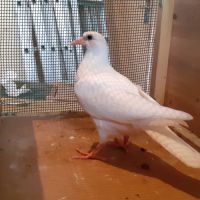 Jeunes pigeons blancs pur