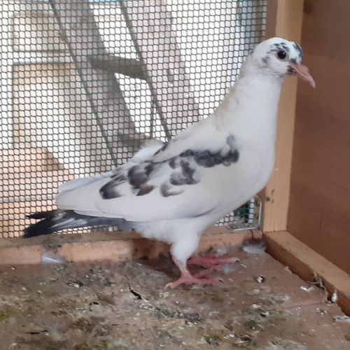 Jeunes pigeons blancs tachetés #1