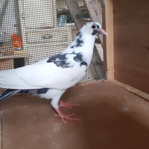 Jeunes pigeons blancs tachetés