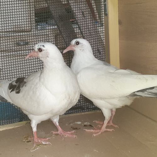 Jeunes pigeons blancs tachetés #3