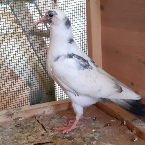 Jeunes pigeons blancs tachetés #5