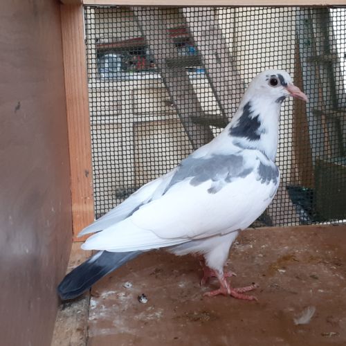 Jeunes pigeons blancs tachetés #6