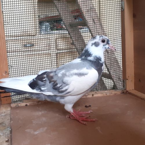 Jeunes pigeons blancs tachetés #8