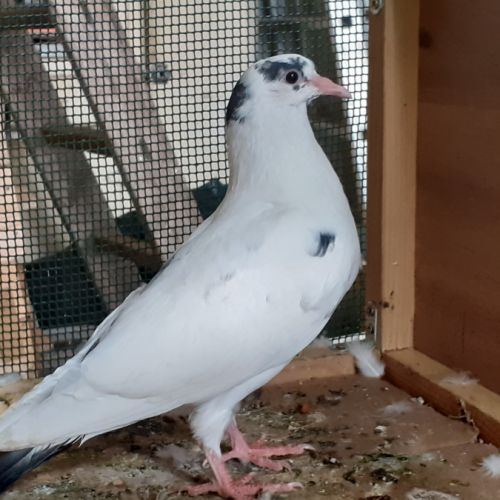 Jeunes pigeons blancs tachetés #10