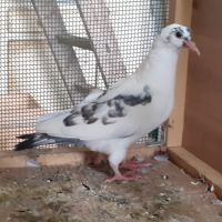 Jeunes pigeons blancs tachetés #1