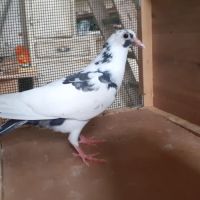 Jeunes pigeons blancs tachetés #0