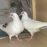 Jeunes pigeons blancs tachetés #3