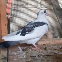 Jeunes pigeons blancs tachetés #4