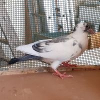 Jeunes pigeons blancs tachetés #7