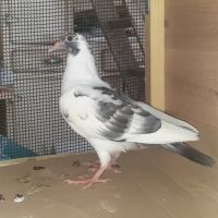 Jeunes pigeons blancs tachetés #9