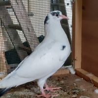 Jeunes pigeons blancs tachetés #10
