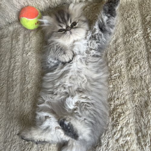 Chatons persan mâles loof blue point et golden #1