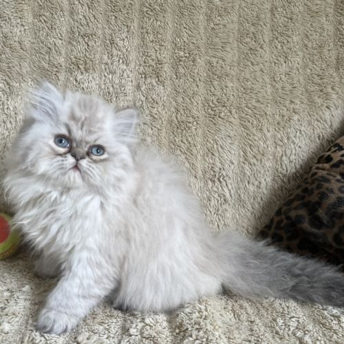 Chatons persan mâles loof blue point et golden #2