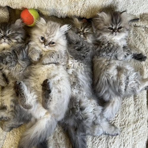 Chatons persan mâles loof blue point et golden #3