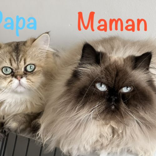 Chatons persan mâles loof blue point et golden #4