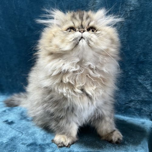 Chatons persan mâles loof blue point et golden #0