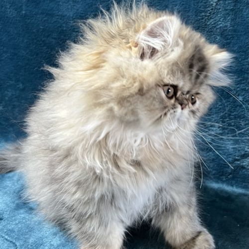 Chatons persan mâles loof blue point et golden #6