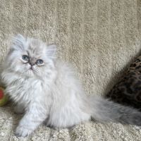 Chatons persan mâles loof blue point et golden #2