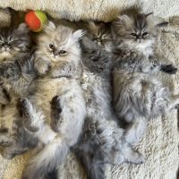 Chatons persan mâles loof blue point et golden #3