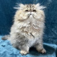 Chatons persan mâles loof blue point et golden