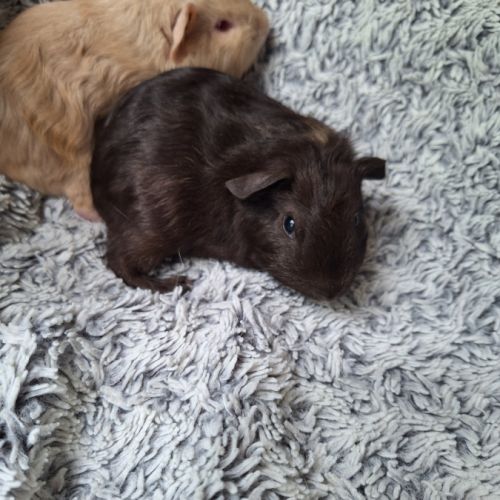 Bébés poils lisses #1