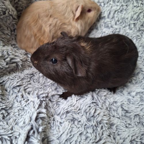 Bébés poils lisses