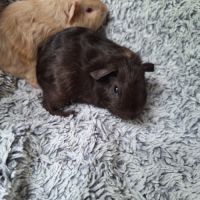 Bébés poils lisses #1