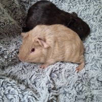 Bébés poils lisses #4