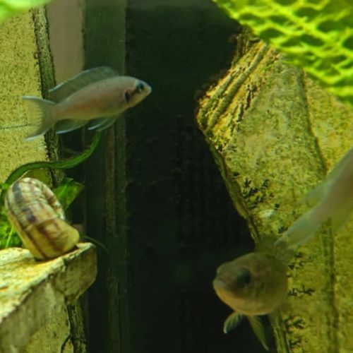 Groupe de 5 neolamprologus brichardi #2