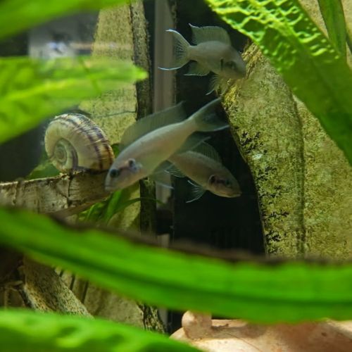 Groupe de 5 neolamprologus brichardi