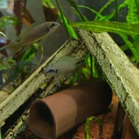 Groupe de 5 neolamprologus brichardi #1