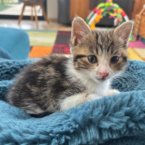 Peach, adorable chaton à l'adoption #0