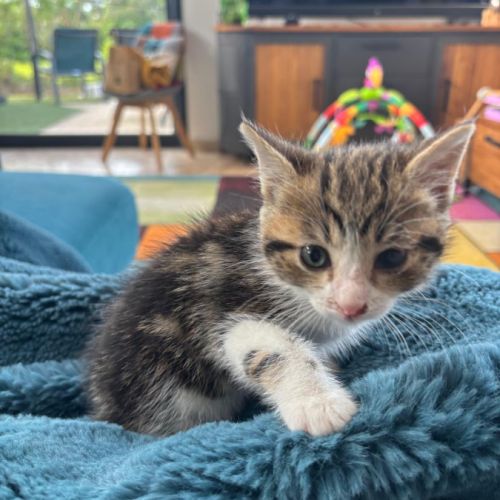 Peach, adorable chaton à l'adoption #4