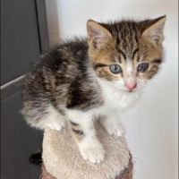 Peach, adorable chaton à l'adoption #2