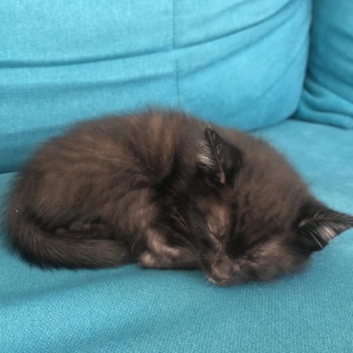 Apollon, adorable chaton à l'adoption #1