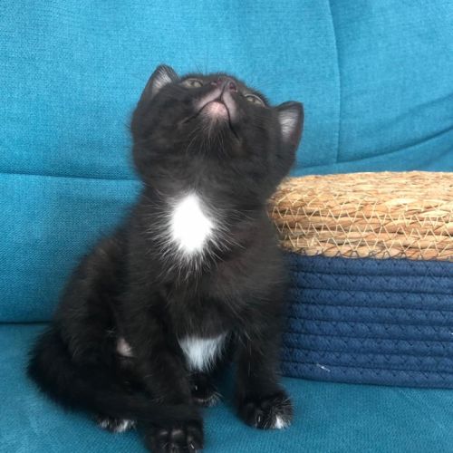 Apollon, adorable chaton à l'adoption #2