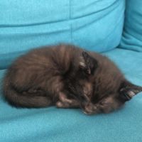 Apollon, adorable chaton à l'adoption #1
