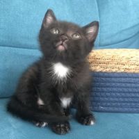 Apollon, adorable chaton à l'adoption