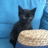 Ratatouille, adorable chaton à l'adoption