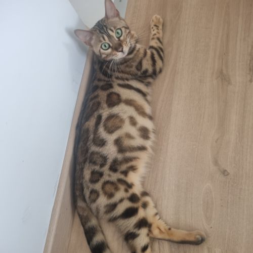 Femelle bengal #0