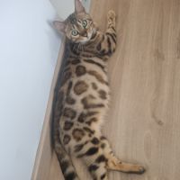 Femelle bengal